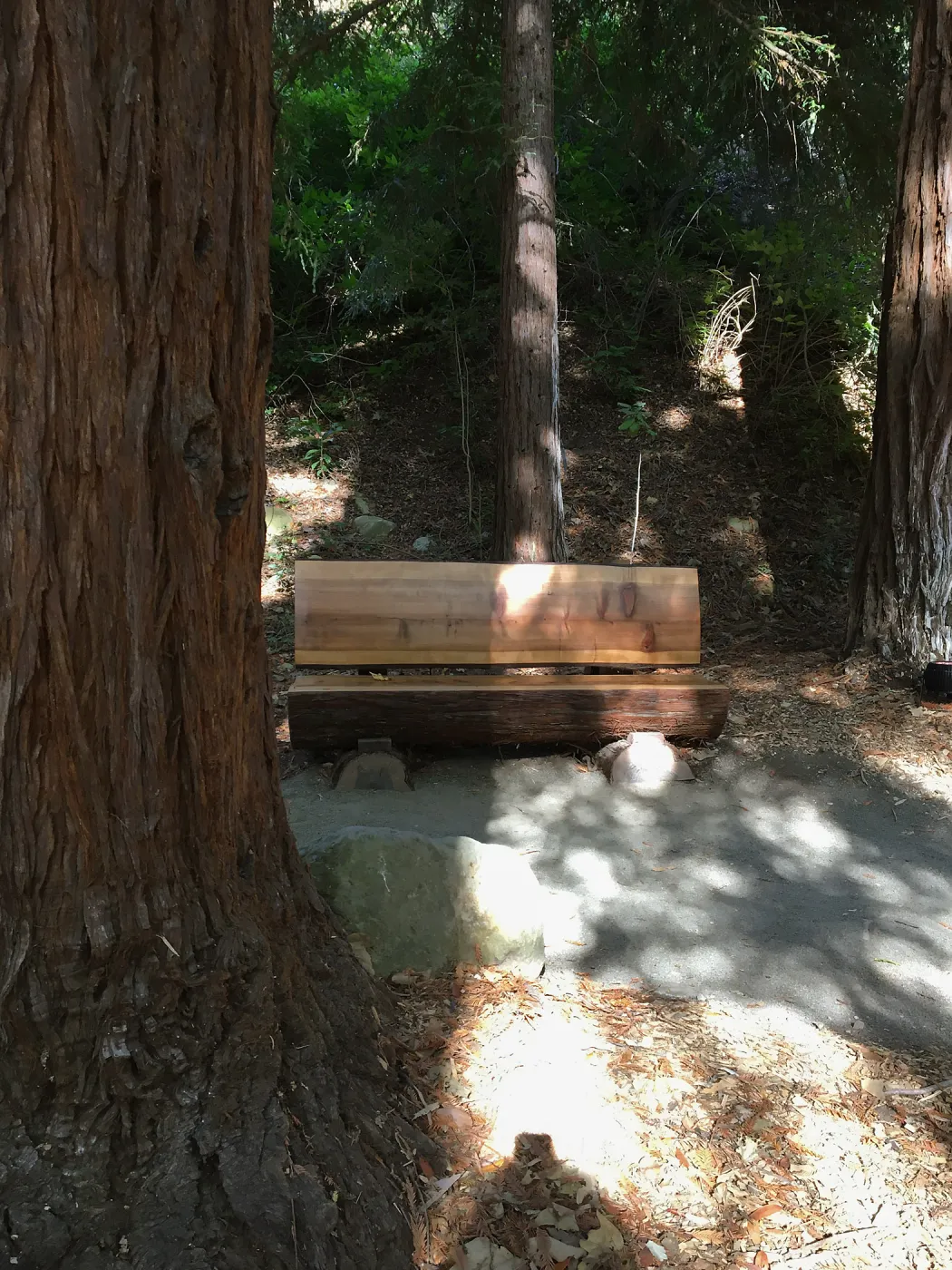 Harvey bench in Redwood section, built by Koji Tanaka
