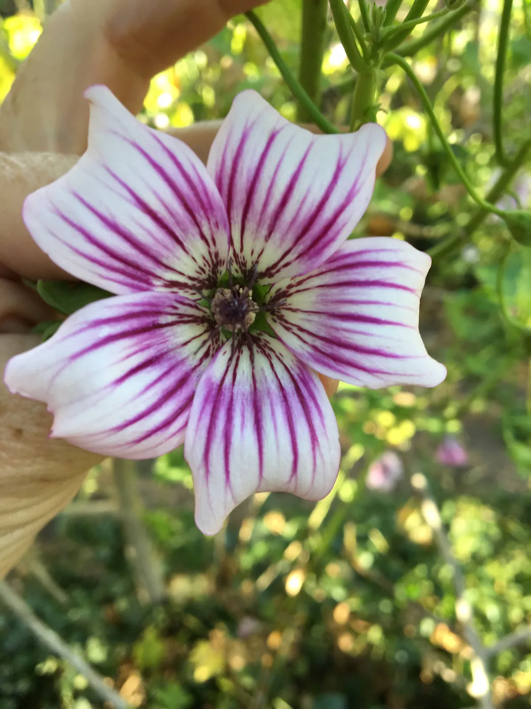 Malva hybrids in garden of Ed Mercurio