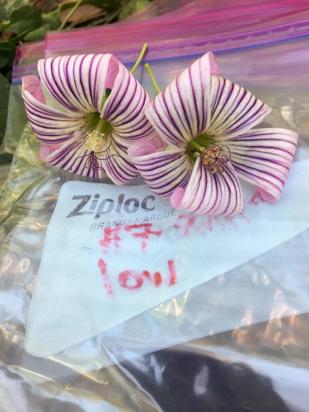 Malva (Mallow) hybrids collected by Betsy Collins in the garden of Ed Mercurio