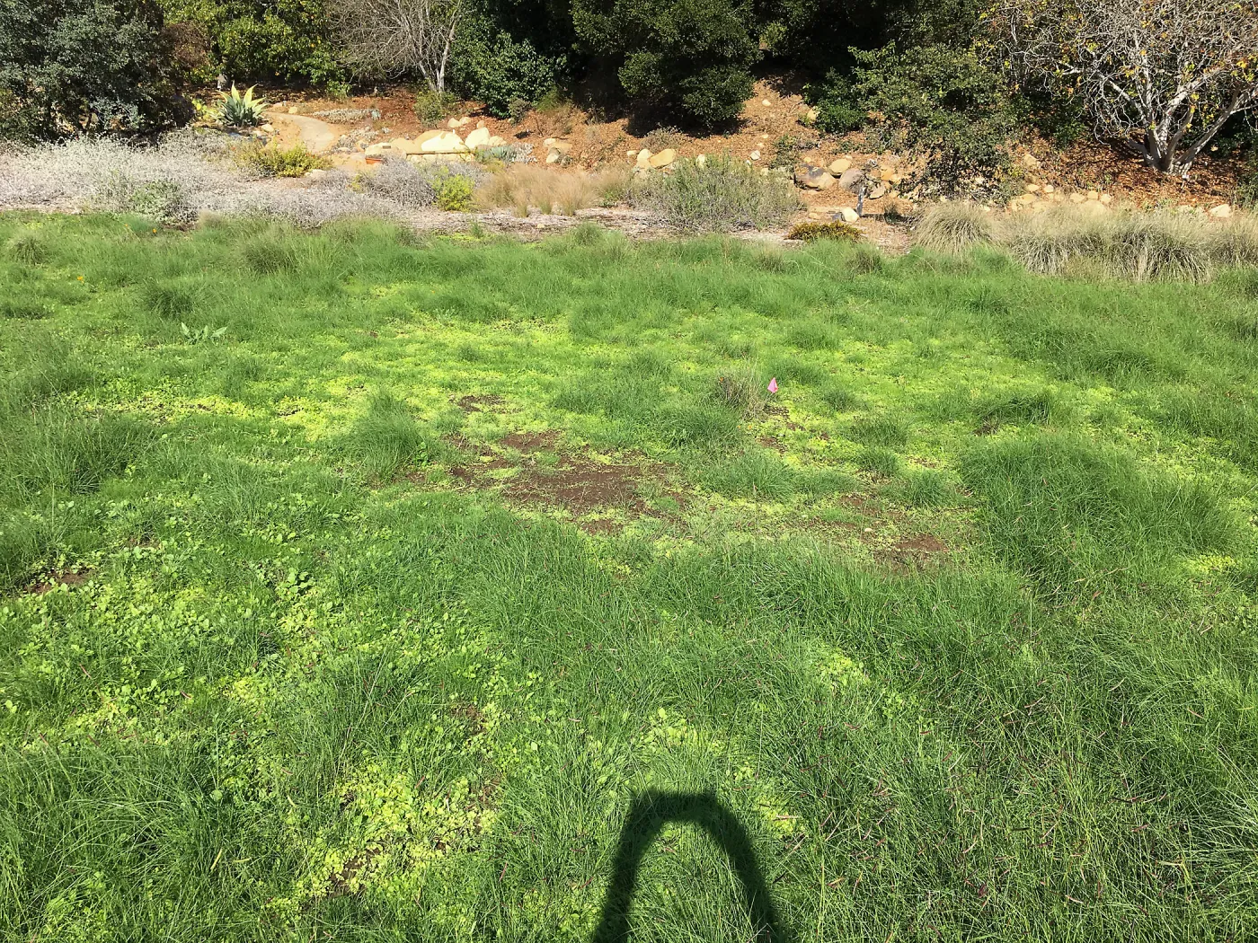 Meadow revival (see gardener notes)