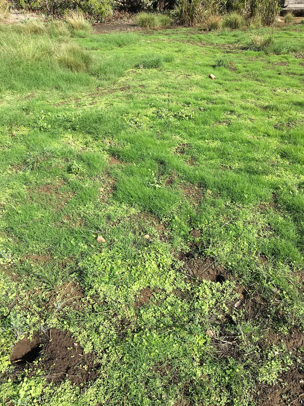 Meadow revival (see gardener notes)