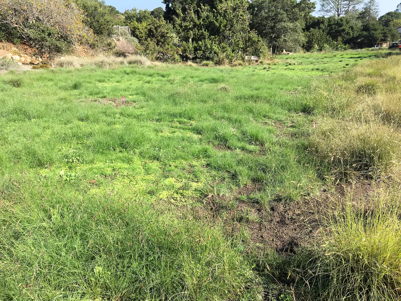 Meadow revival (see gardener notes)