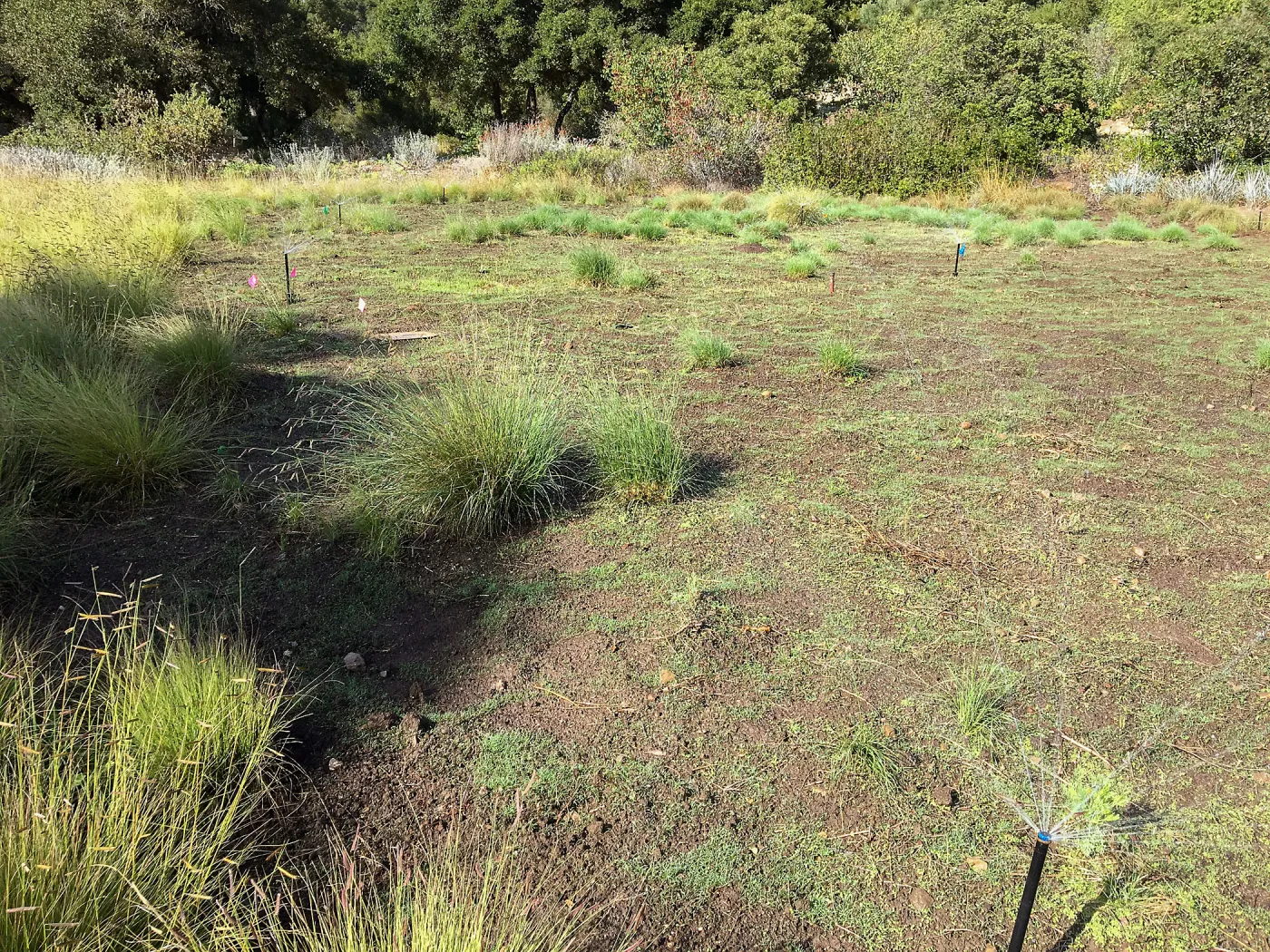 Meadow revival (see gardener notes)
