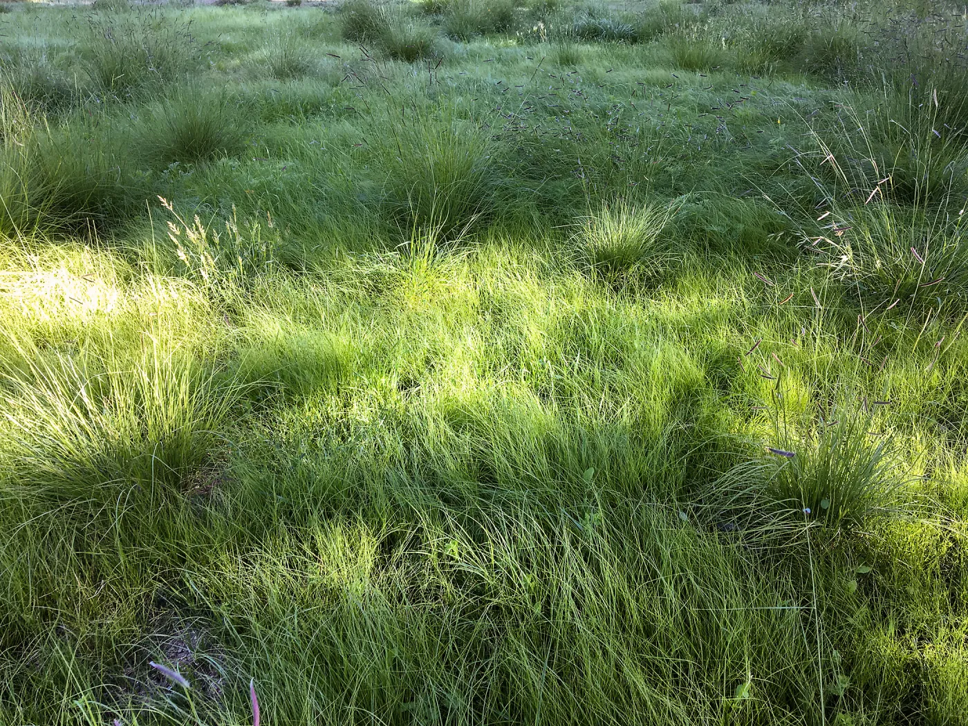 Meadow (see gardener notes)
