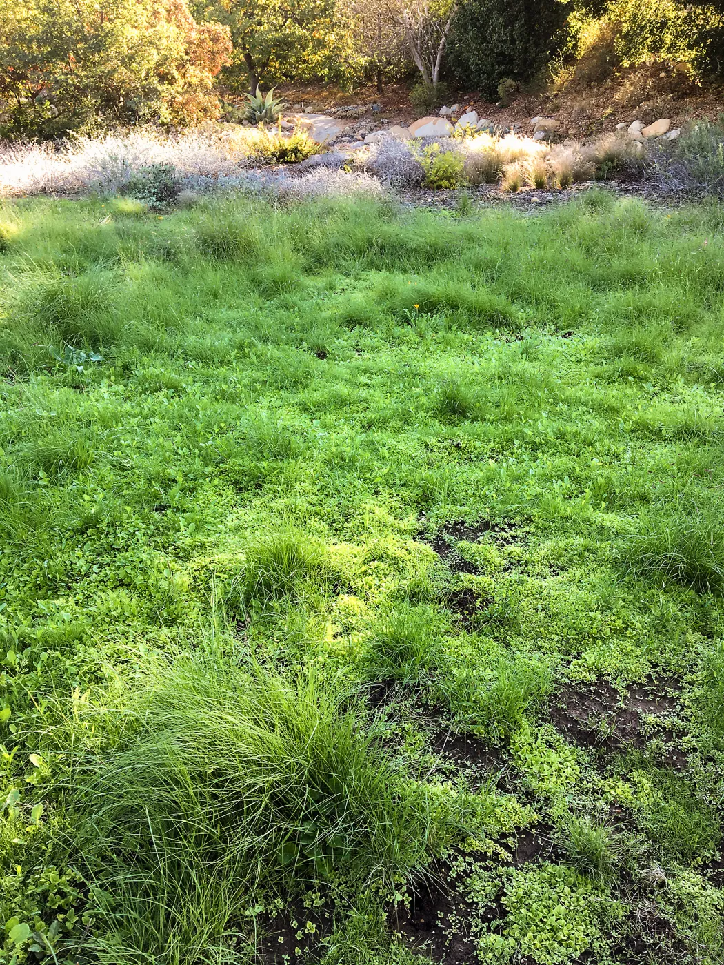 Weeds in Meadow