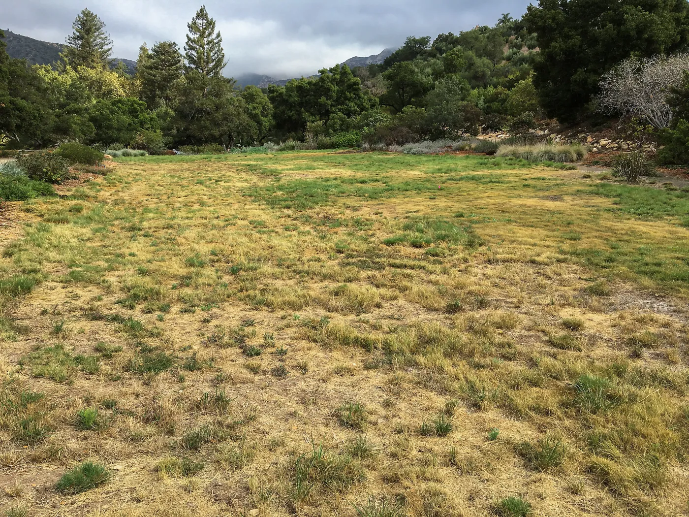 Meadow