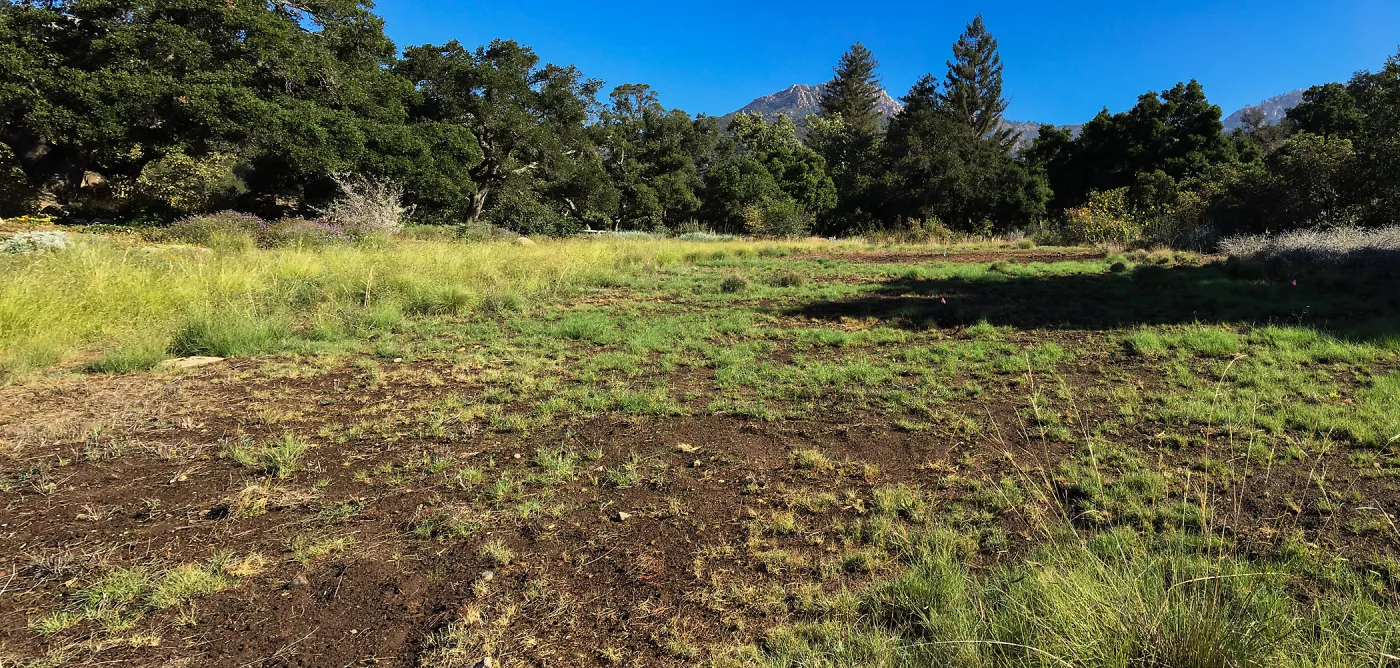 Meadow (see gardener notes)