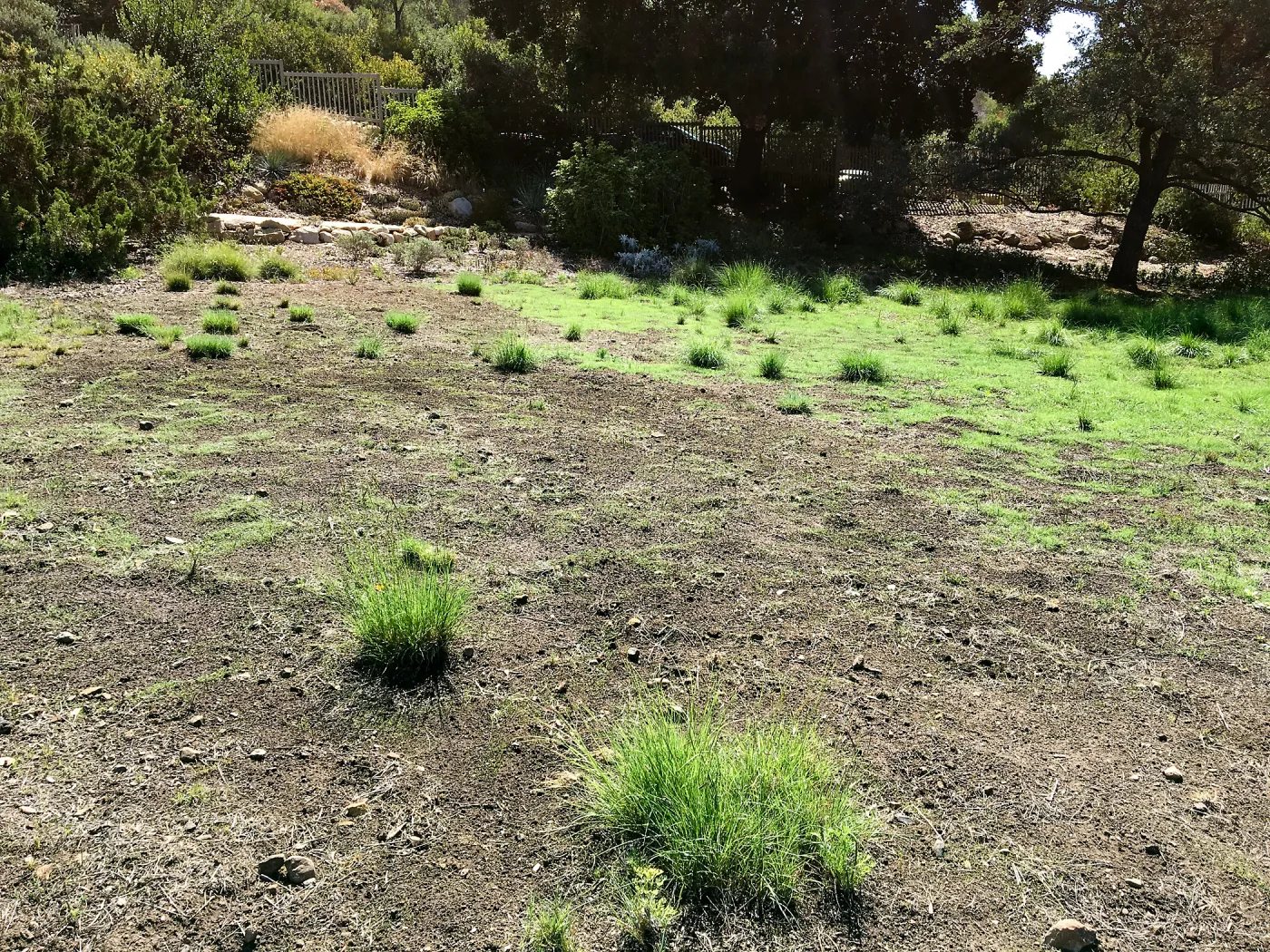 Meadow (see gardener notes)