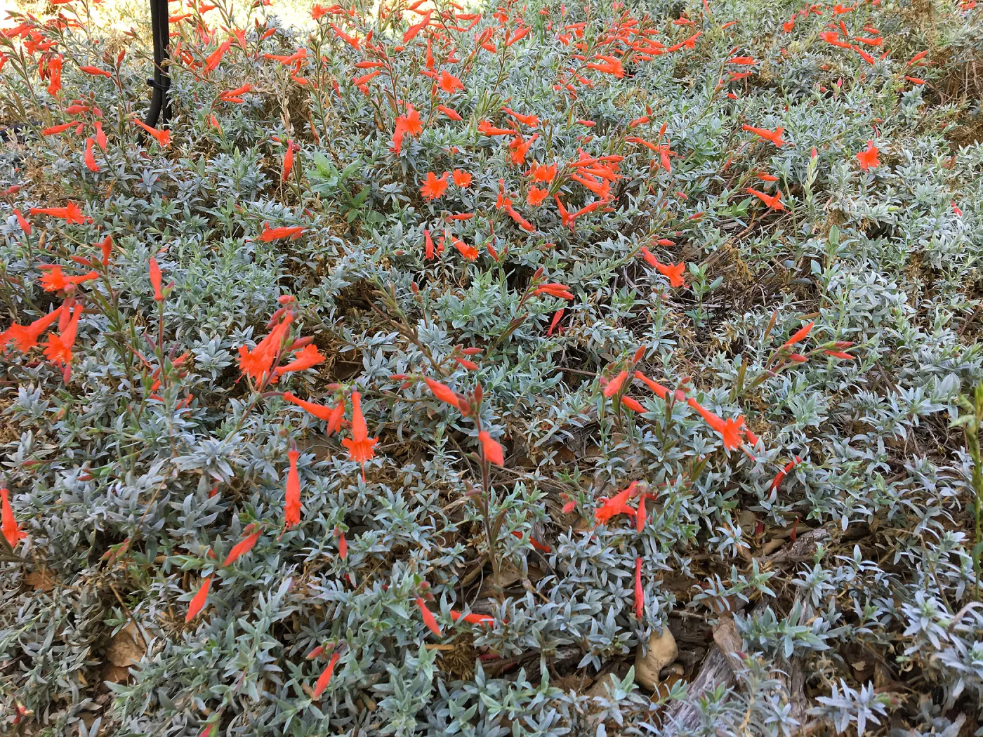Epilobium