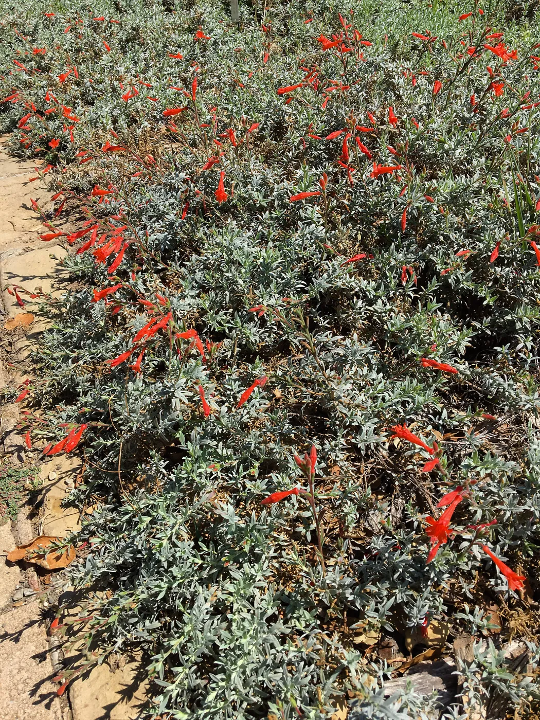 Epilobium