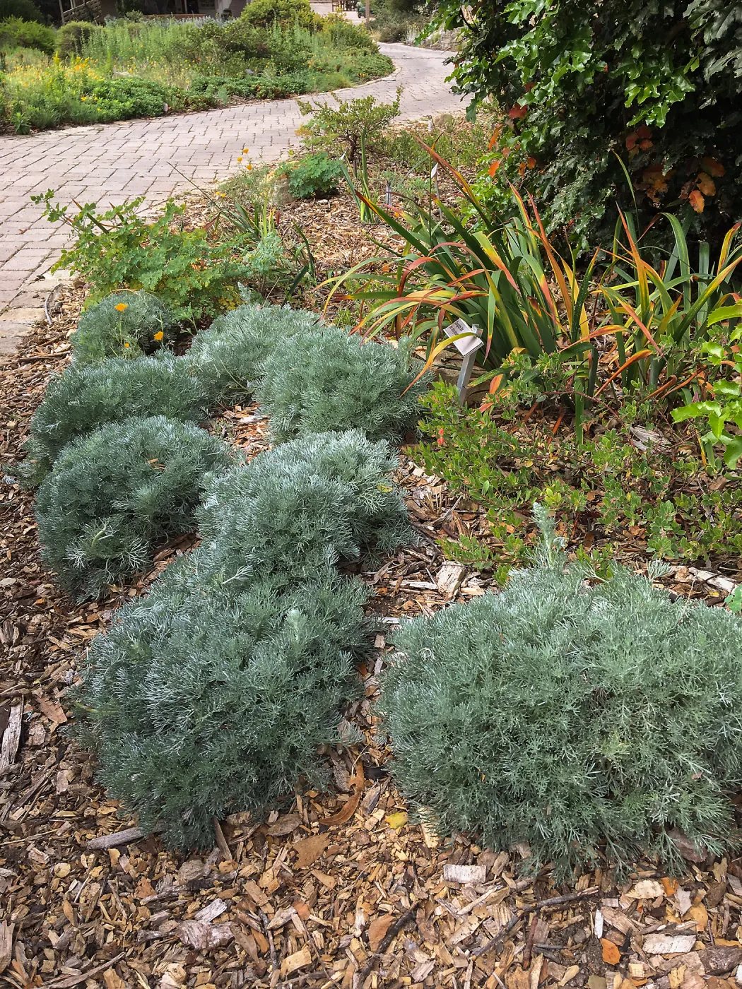 Artemisia Davids Choice