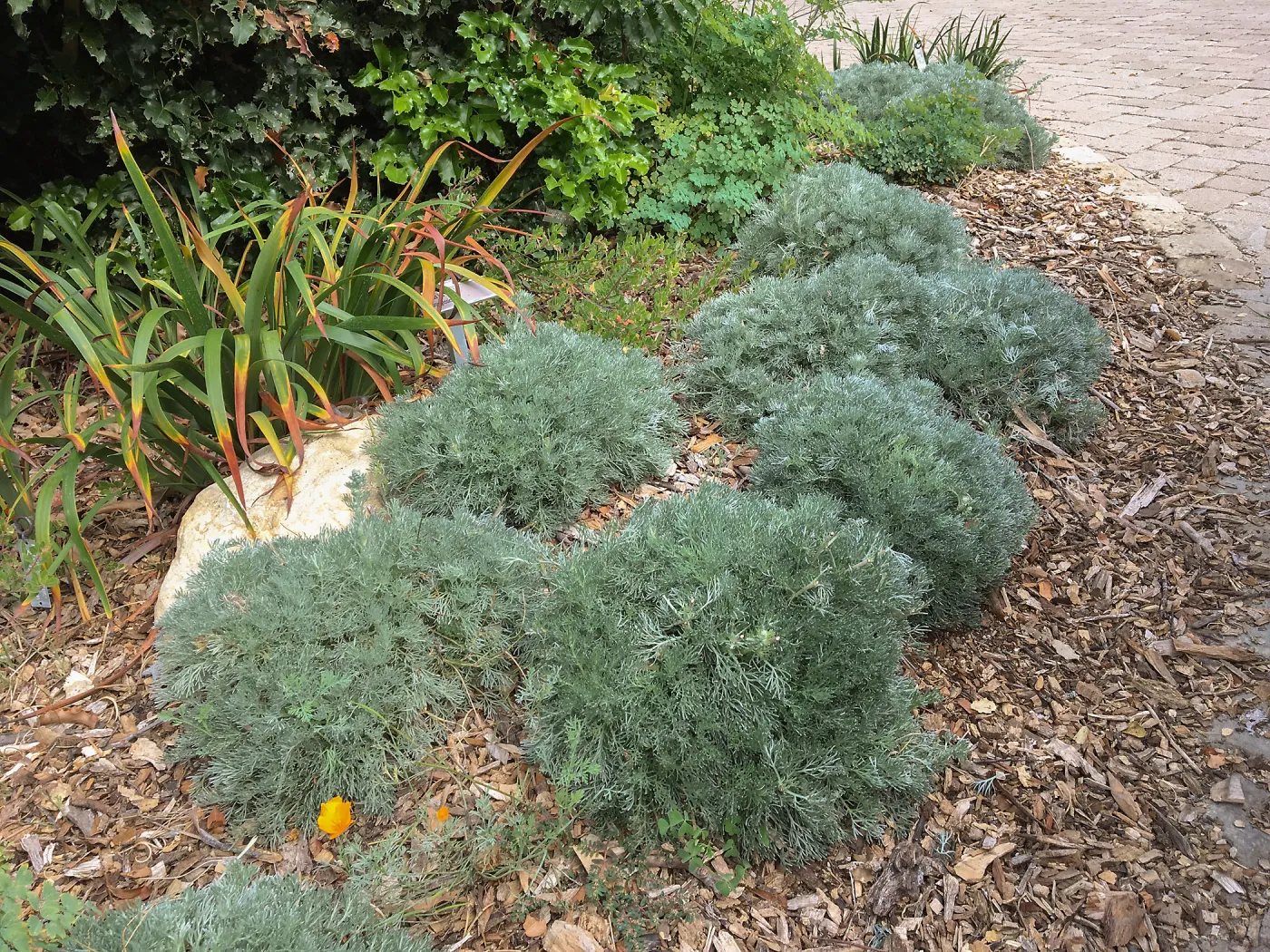 Artemisia Davids Choice