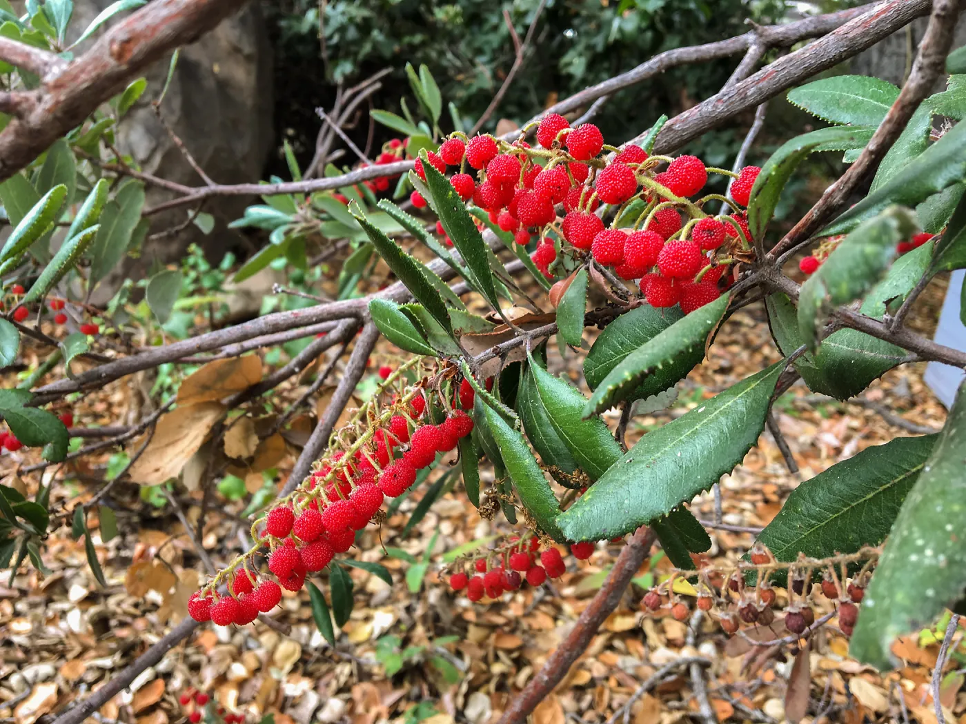 Comarostaphylis berries