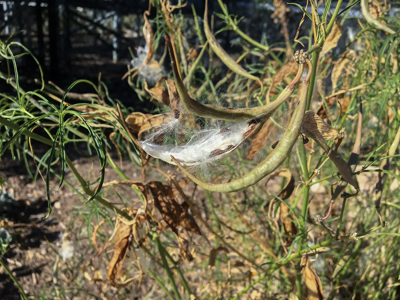 Asclepias fascicularis fruit