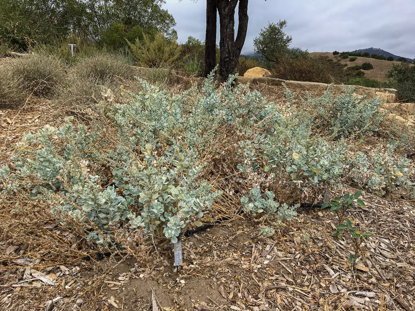 Atriplex barclayana, island Section below PCC