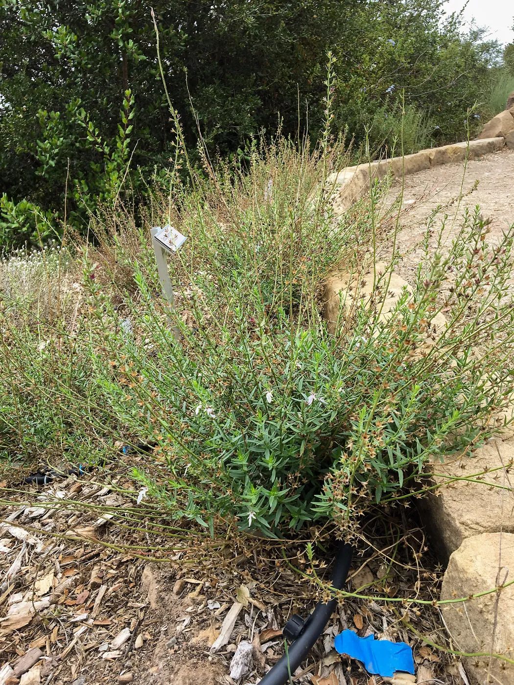Teucrium glandulosum, Island Section below PCC