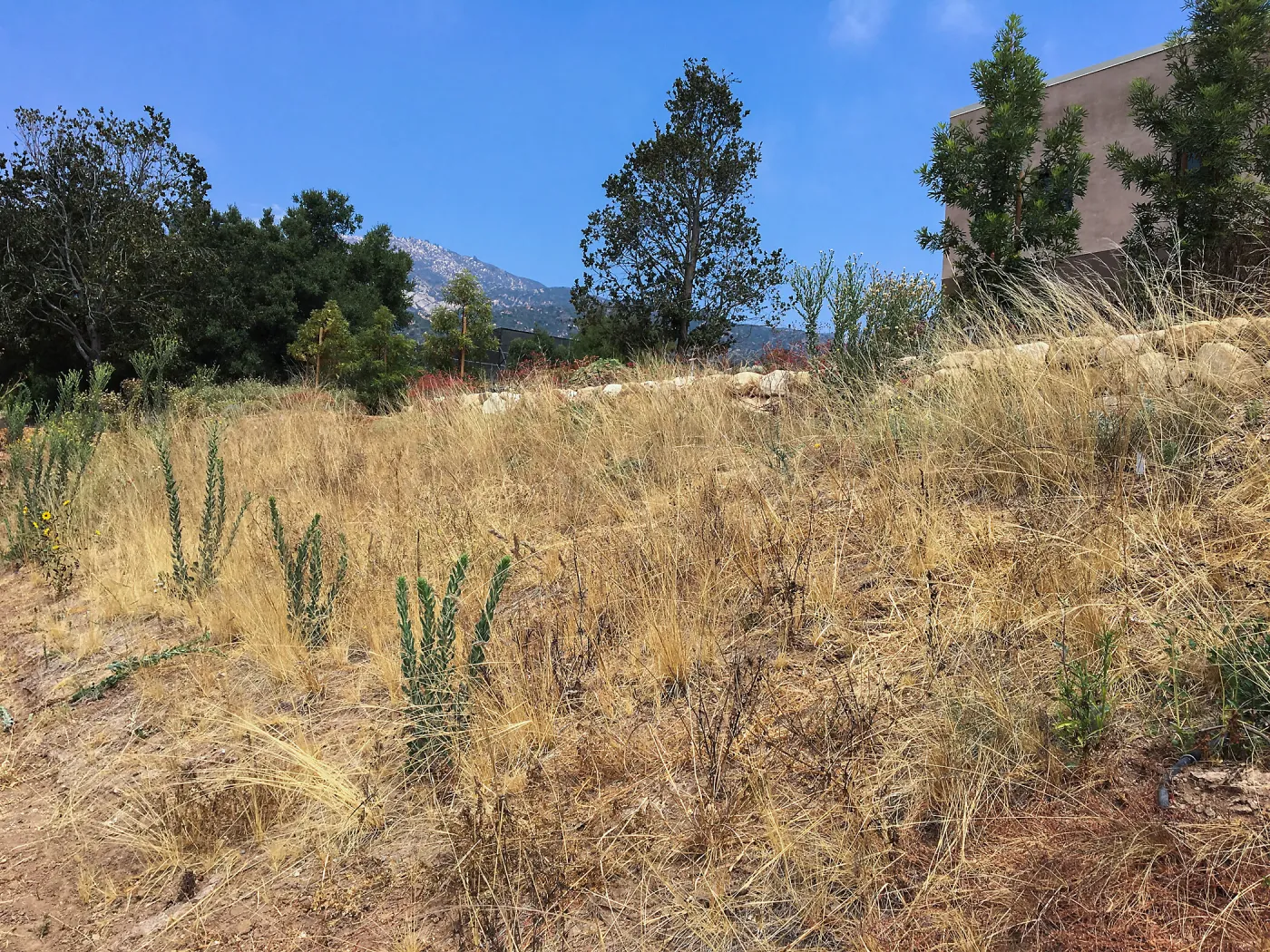 Nassella lepida sown on slope west of the PCC