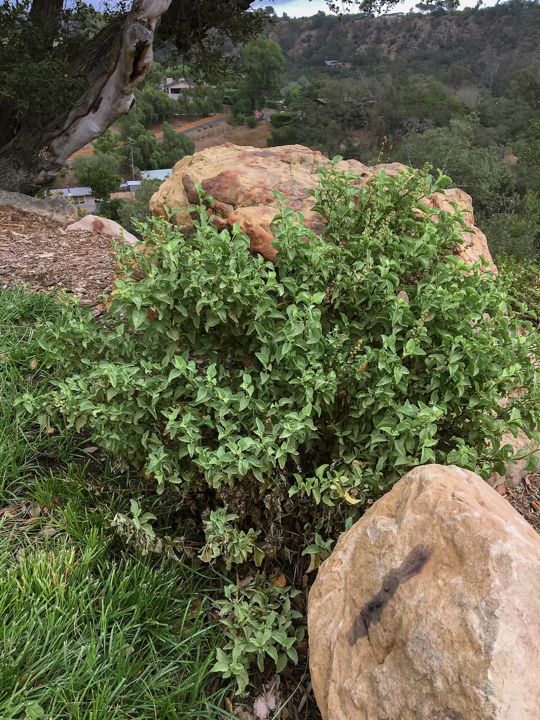 Ambrosia chenopodiifolia at Island View Garden