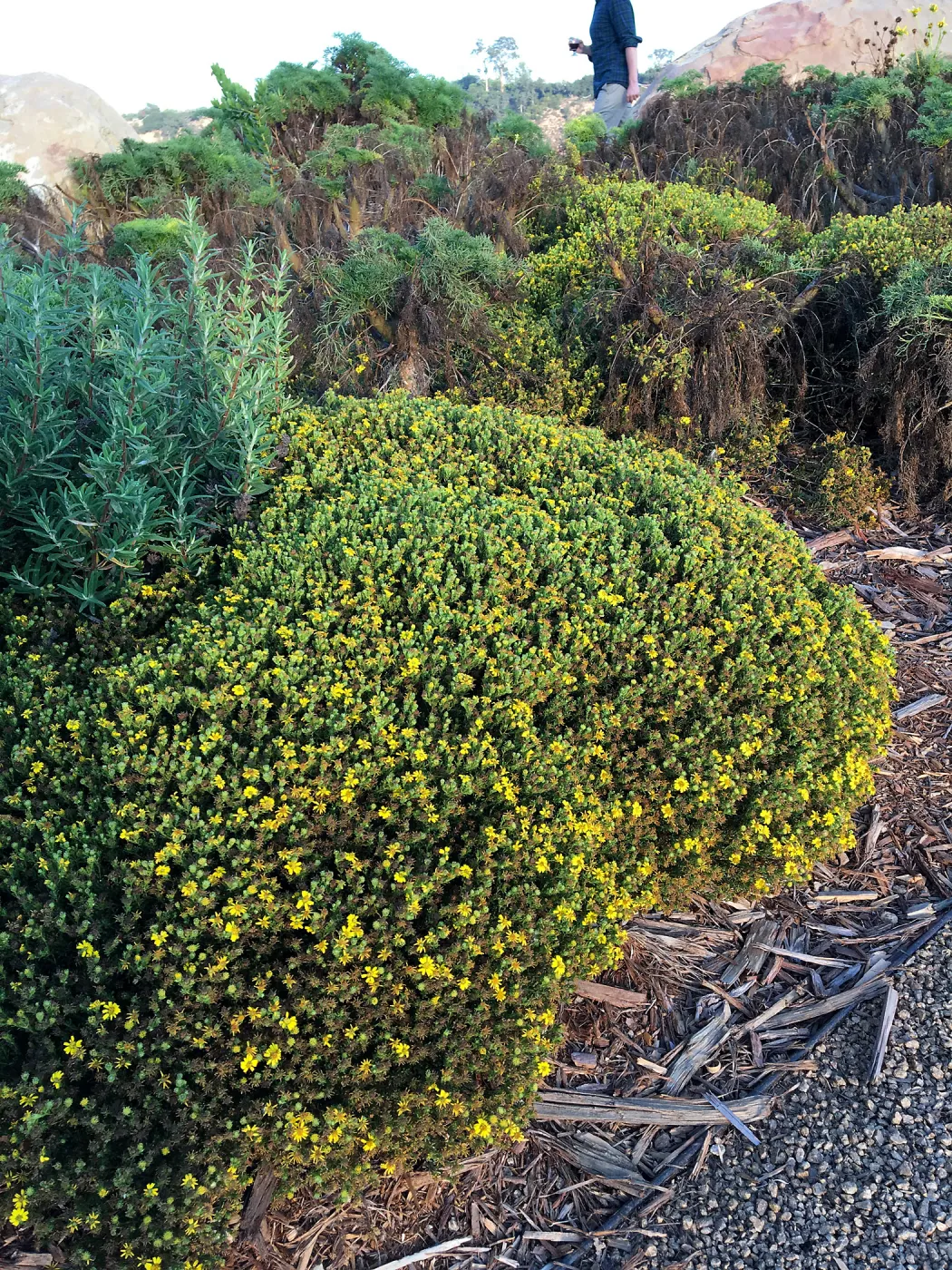 Deinandra clementina in Island View Garden