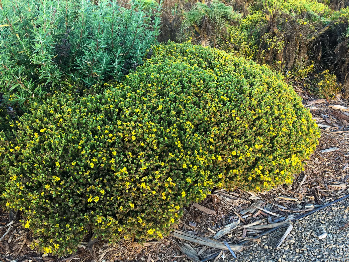 Deinandra clementina in Island View Garden