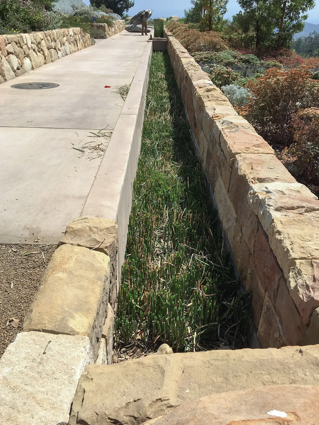 Equisetum in trough at PCC