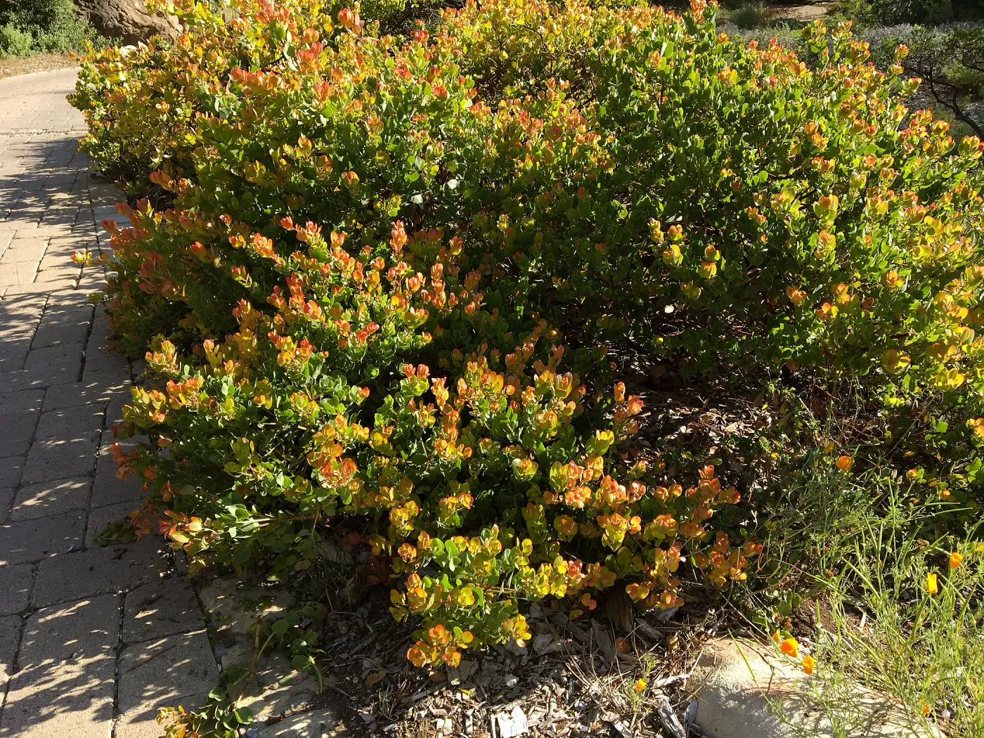 Arctostaphylos Canyon Blush in Ground Cover Display