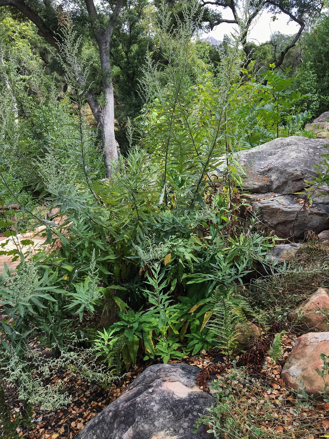 Artemisia douglasiana, Mugwort