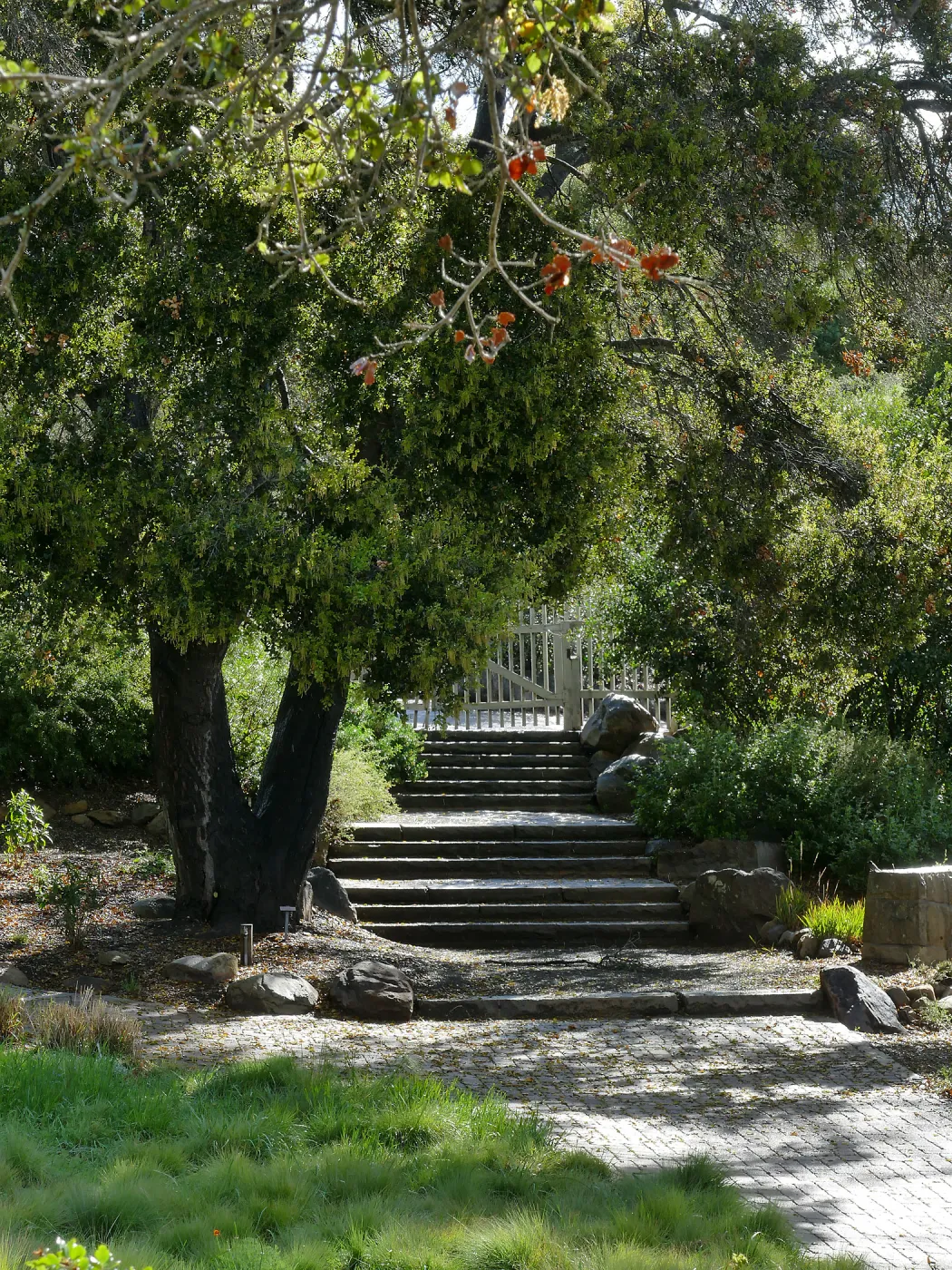 Clara Small Smith Steps