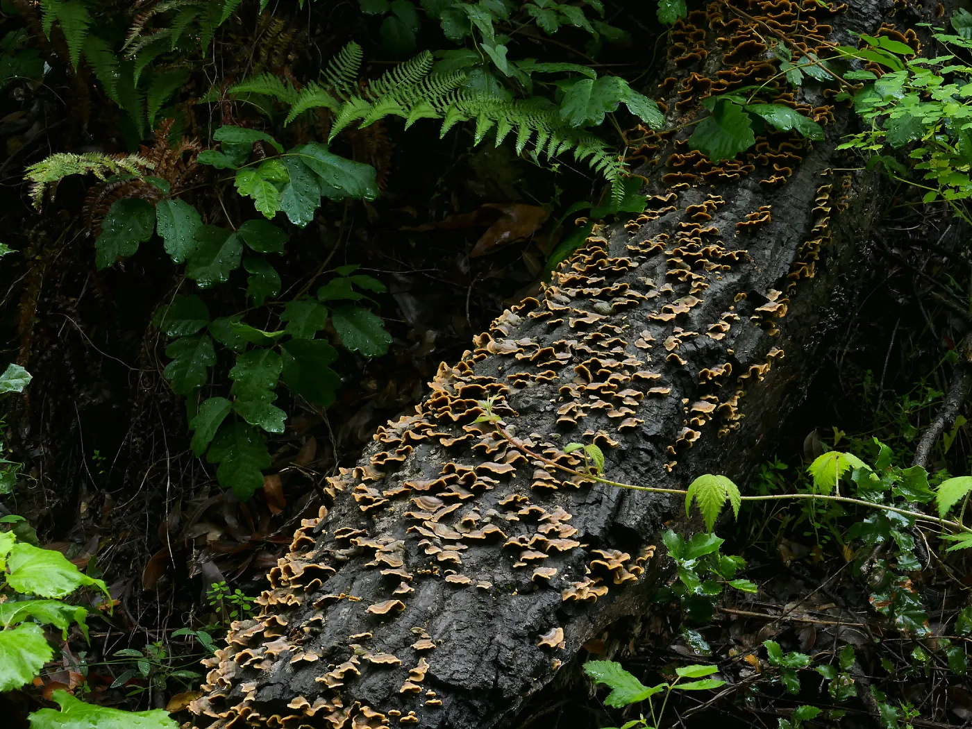 Fallen tree trunk with fungus and poison oak above the Redwoods