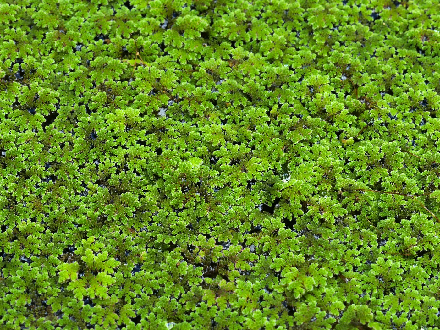 Azolla filiculoides