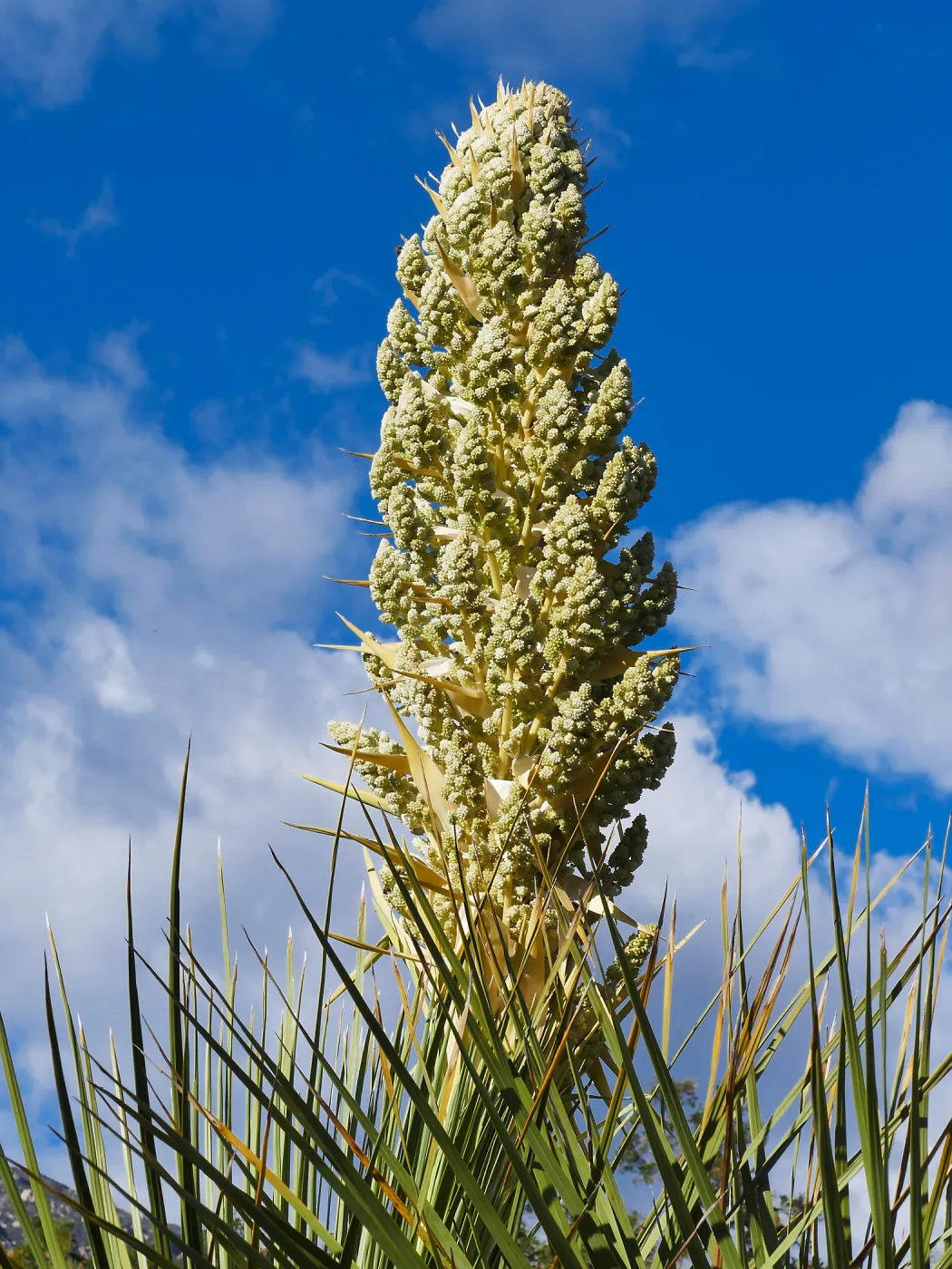 Nolina blossom