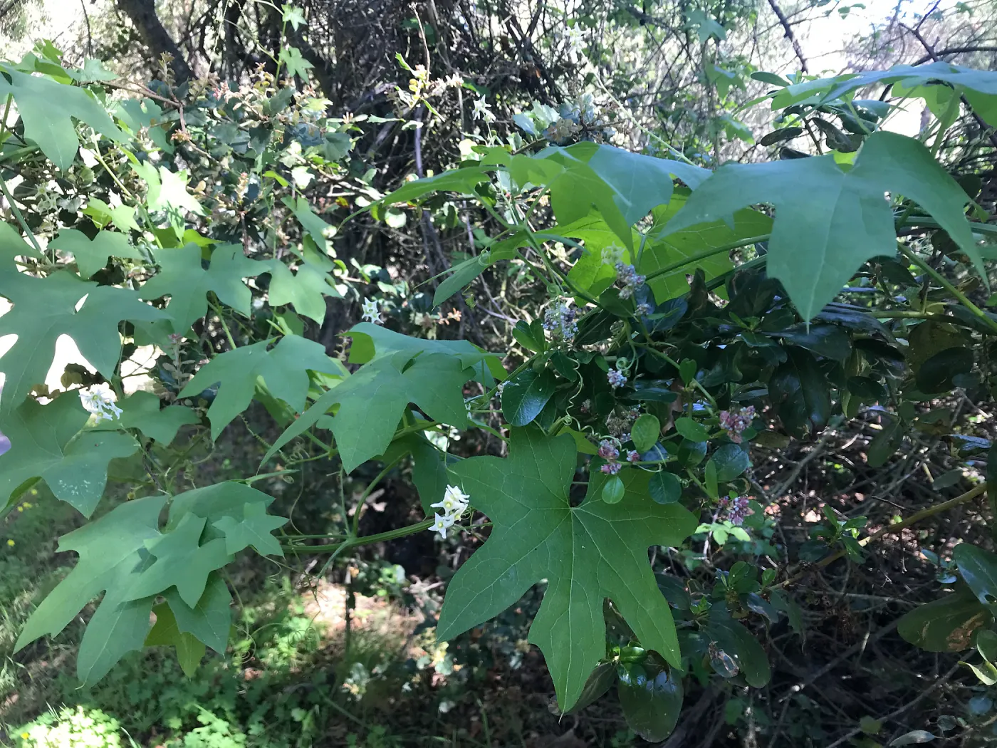 What's That Plant? field trip to Tucker's Grove, Wild Cucumber and Geenbark Ceanothus