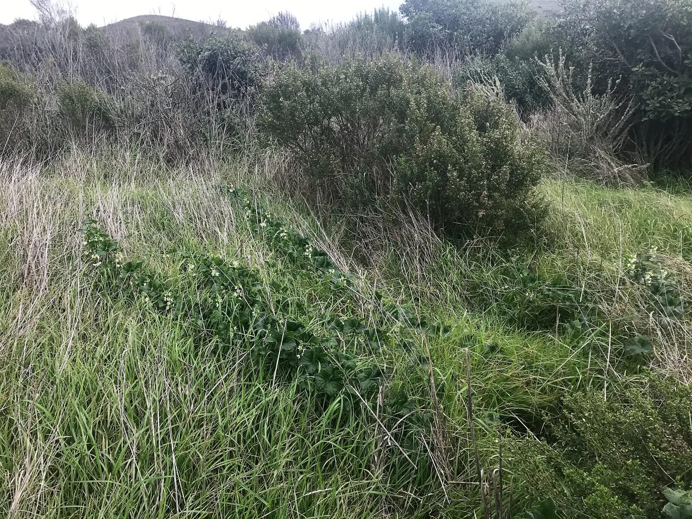 Wild Cucumber and Coyote Bush, NPS Nursery