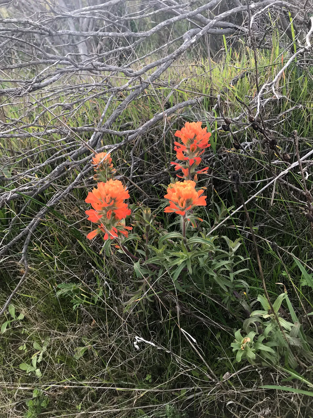 Paintbrush, Hike to Torrey Pines