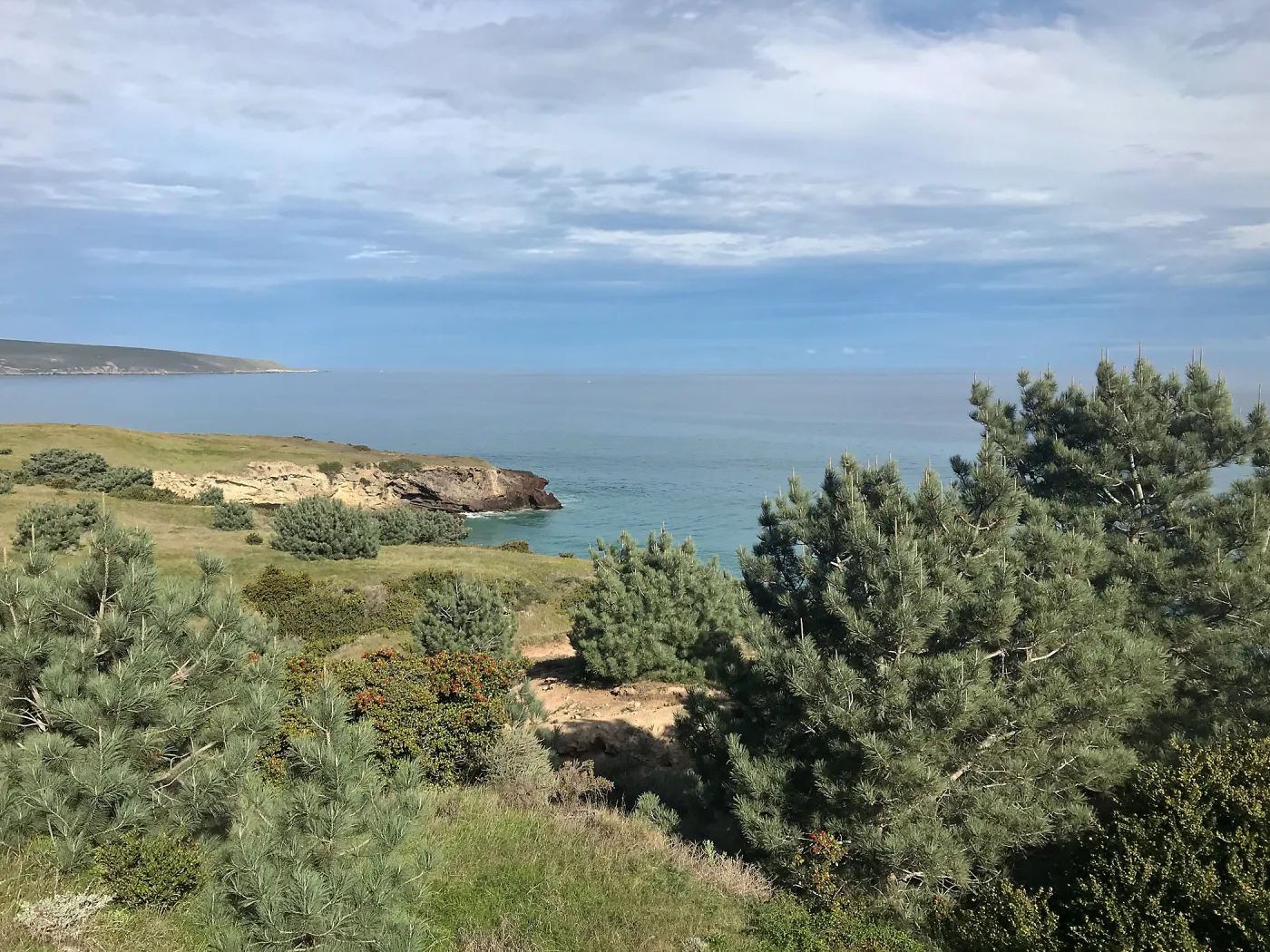 Torrey Pines and Toyon, Hike to Torrey Pines