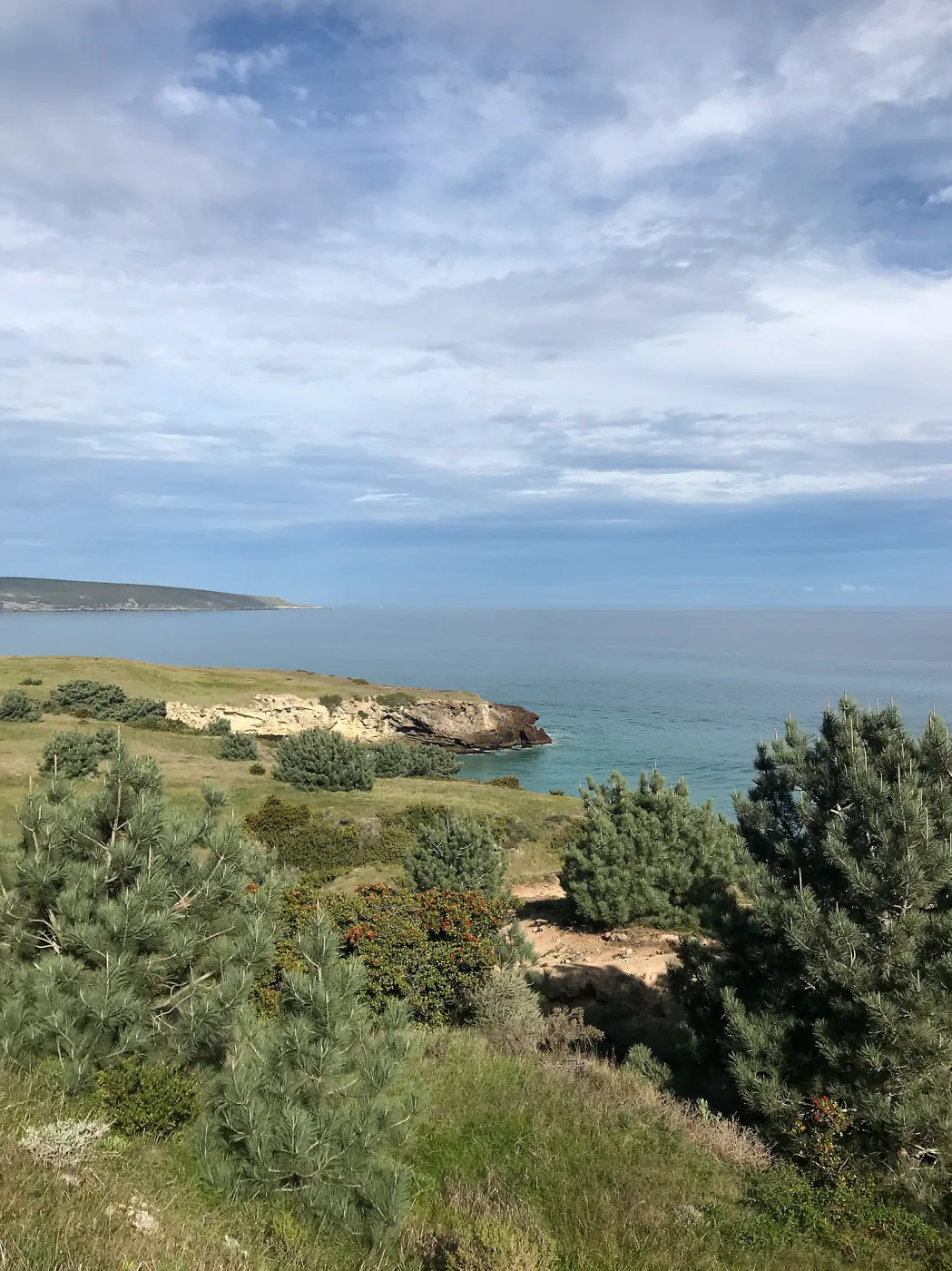 Torrey Pines and Toyon, Hike to Torrey Pines