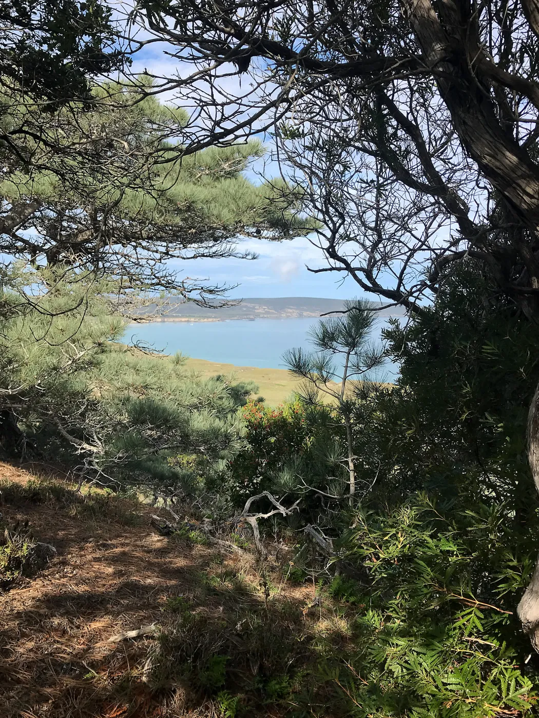 Torrey Pines, Ironwood, Manzanita, Hike to Torrey Pines