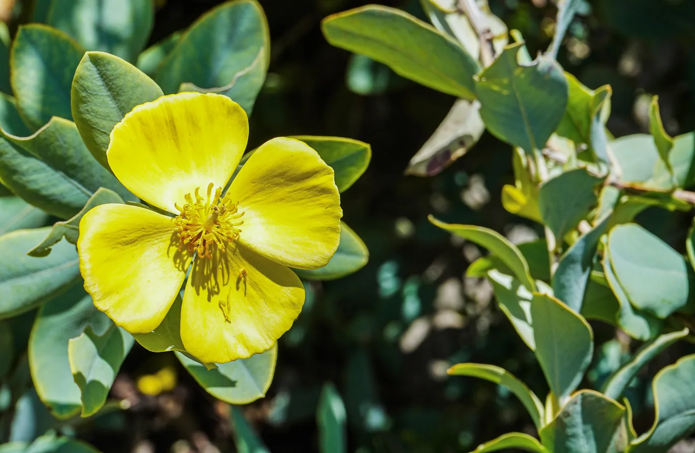 Island Bush Poppy