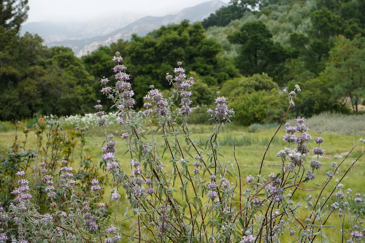 Sage at the Meadow