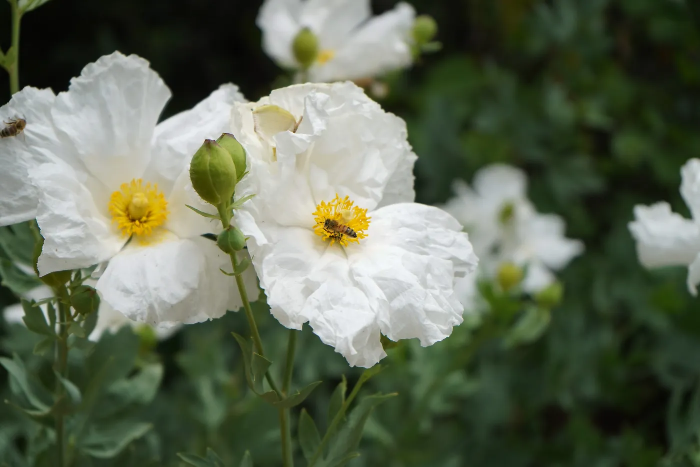 Bee in Matilija Poppy
