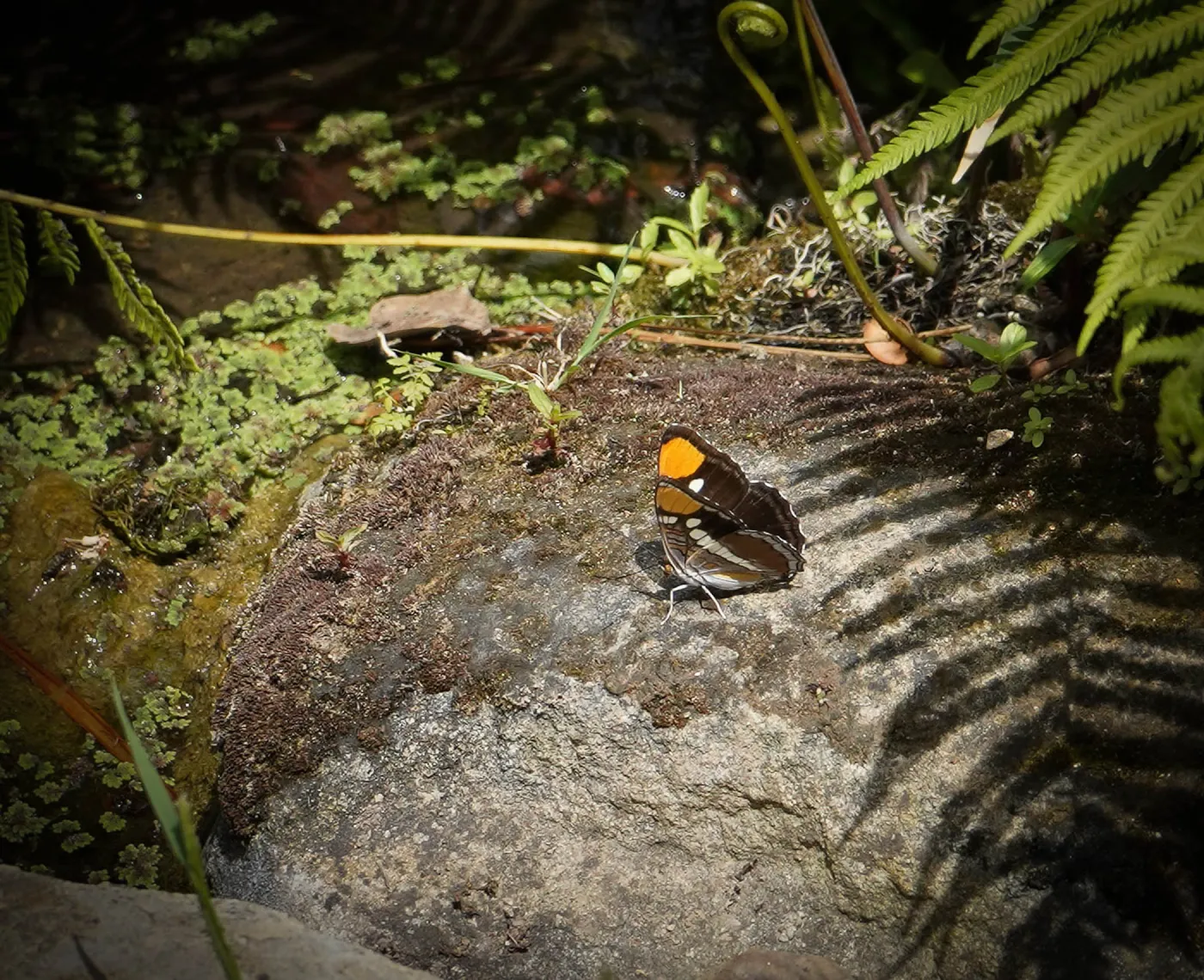 California Sister butterfly