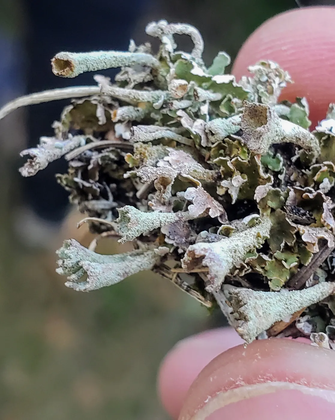 February 8-9 was the annual Jepson Herbarium workshop Introduction to Lichen Identification and Ecology, held at UC Berkeley, attended by Herbarium Curatorial Assistant Eli Balderas. This course covered lichen structures, keying methods, ecology and much 