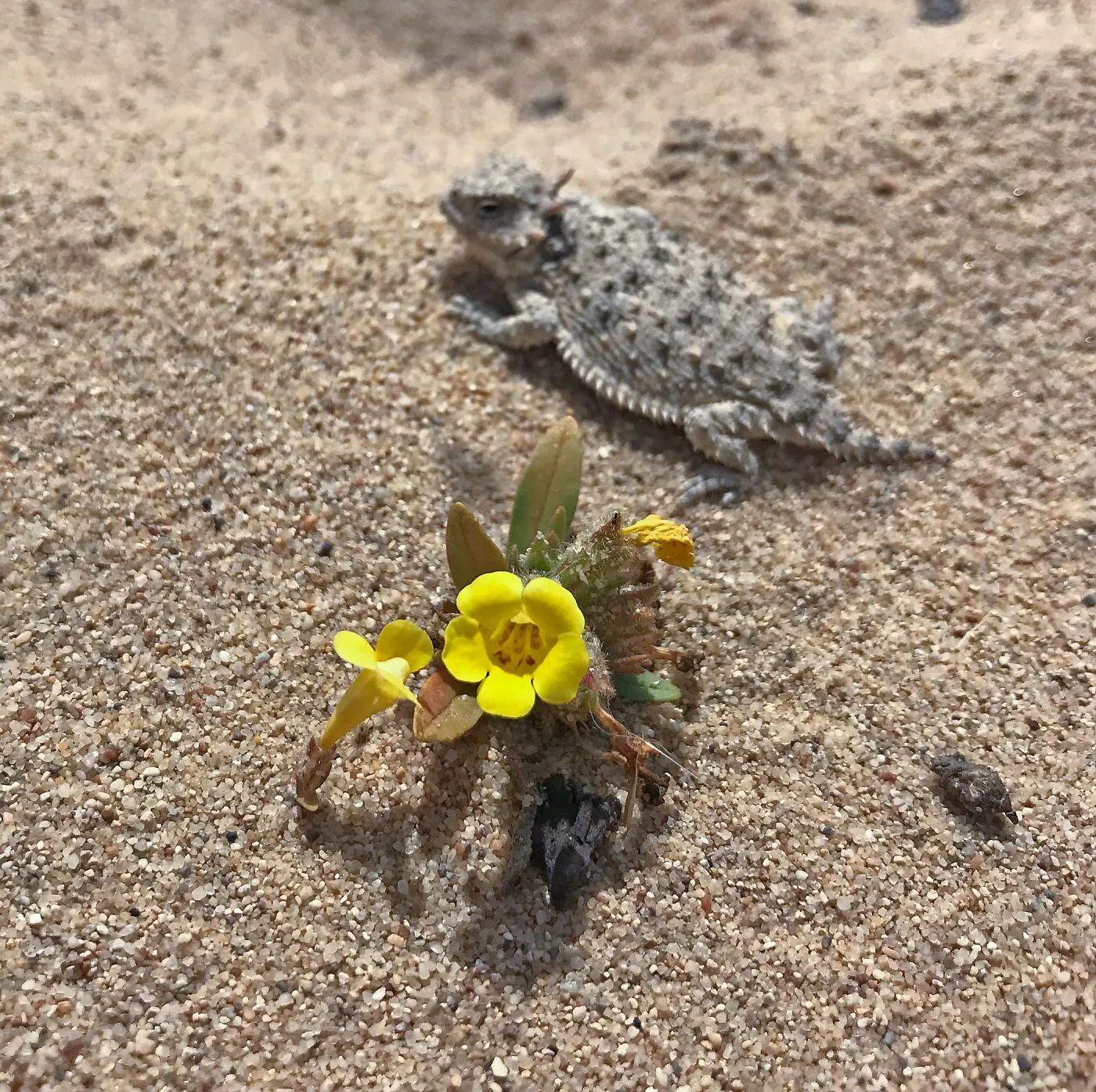 It's hard to decide which is cuter, the sunny yellow Vandenberg monkeyflower (Diplacus vandenbergensis), or the coast horned lizard that is with it. Garden ecologists are working to reduce the threat of purple veldt grass, an invader from southern Afric