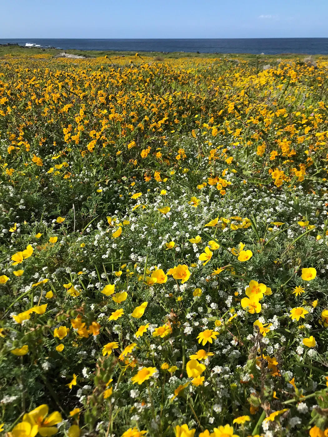 The superbloom of 2019 was spectacular across southern California including on San Clemente Island where this field of goldfields (Lasthenia sp.) attracted pollinators and pollination ecologists alike.