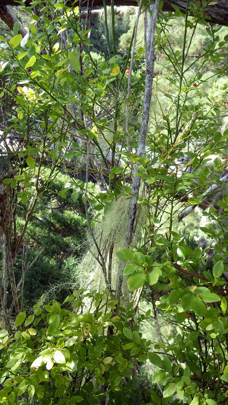 The rare lichen old man's beard (Usnea longissima) growing on red huckleberry (Vaccnium parvifolium) at 260 ft above ground in a coast redwood (Sequoia sempervirens) found while studying the epiphytes that grow on epiphytes on the redwoods.
