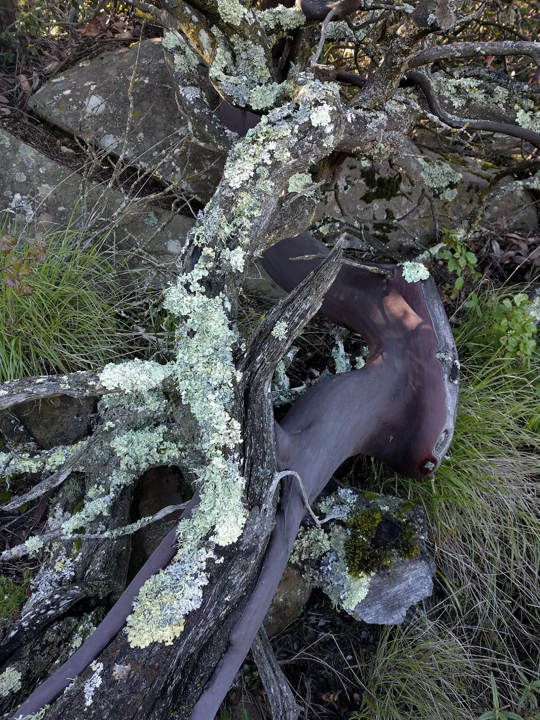 Manzanitas can get very old and often display a mosaic of beautifully colored bark and exposed wood. While the bark generally is too smooth for lichens to grow on, the wood is an excellent surface for lichens. In this photo, many different lichen specie