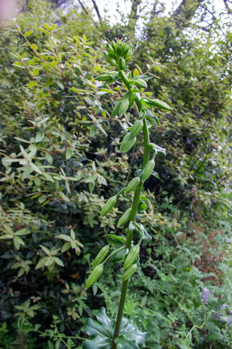 Lilium humboldtii on TequepisTrail