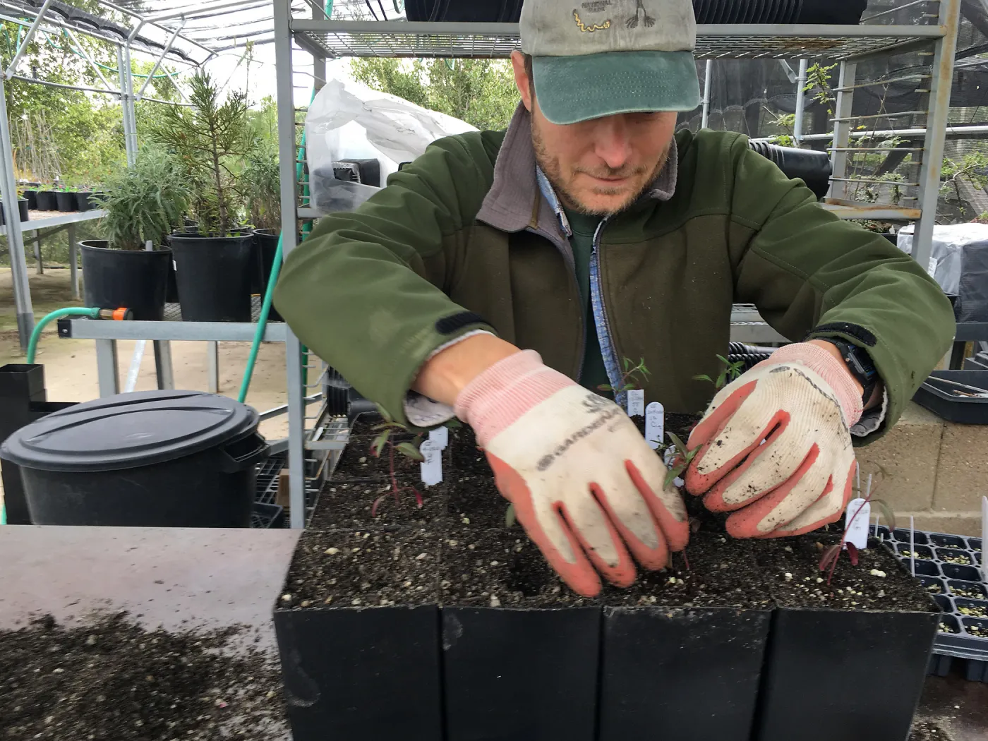 Sean Carson planting Clarkias for the greenhouse project