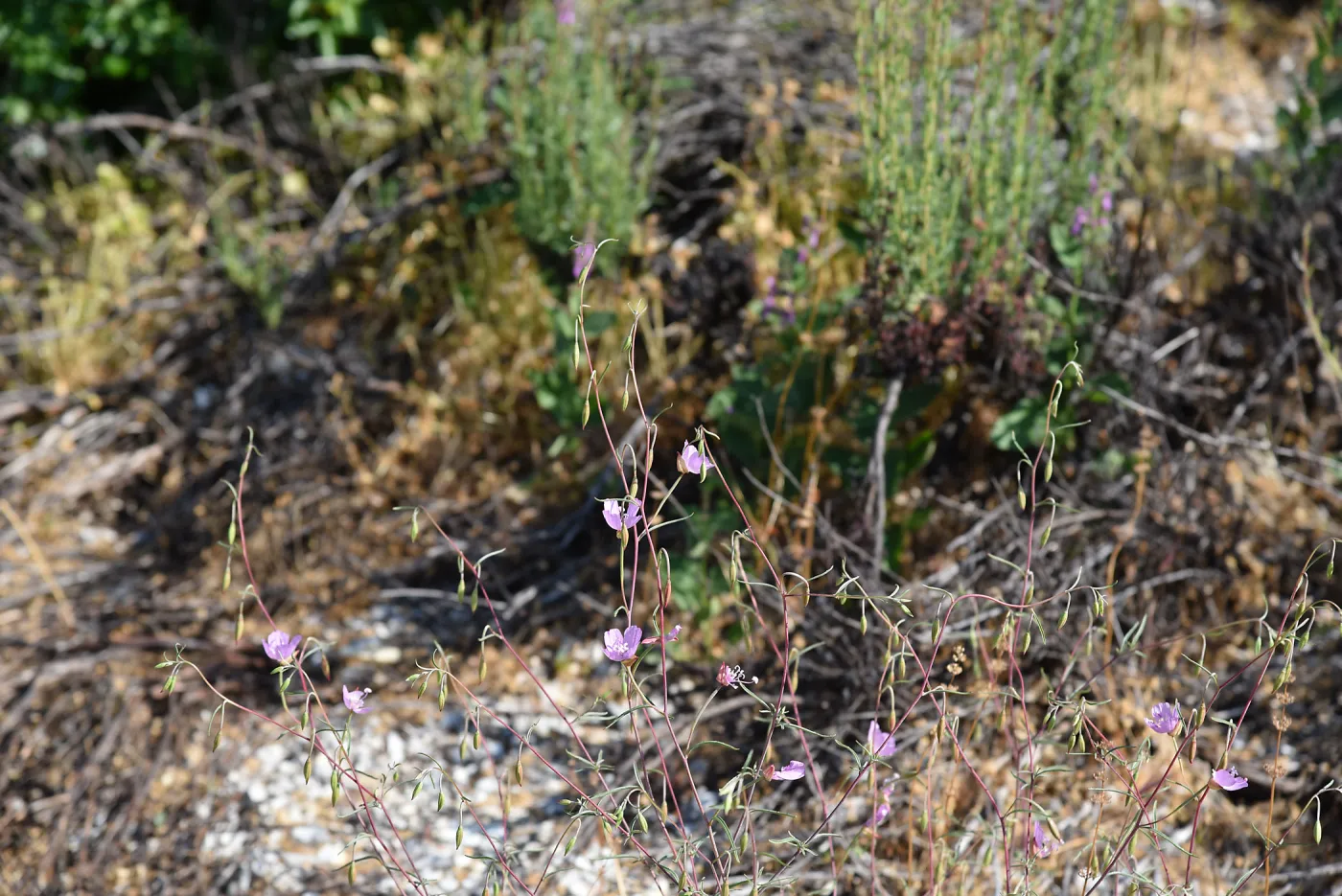 Clarkia jolonensis