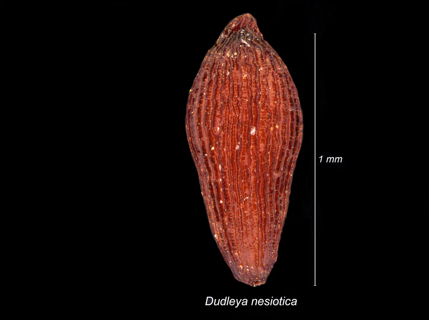 Dudleya nesiotica seed